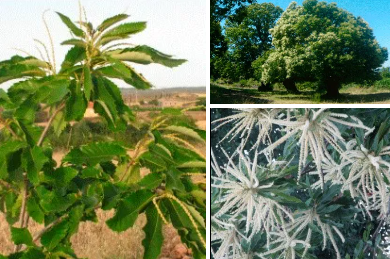 cultivo